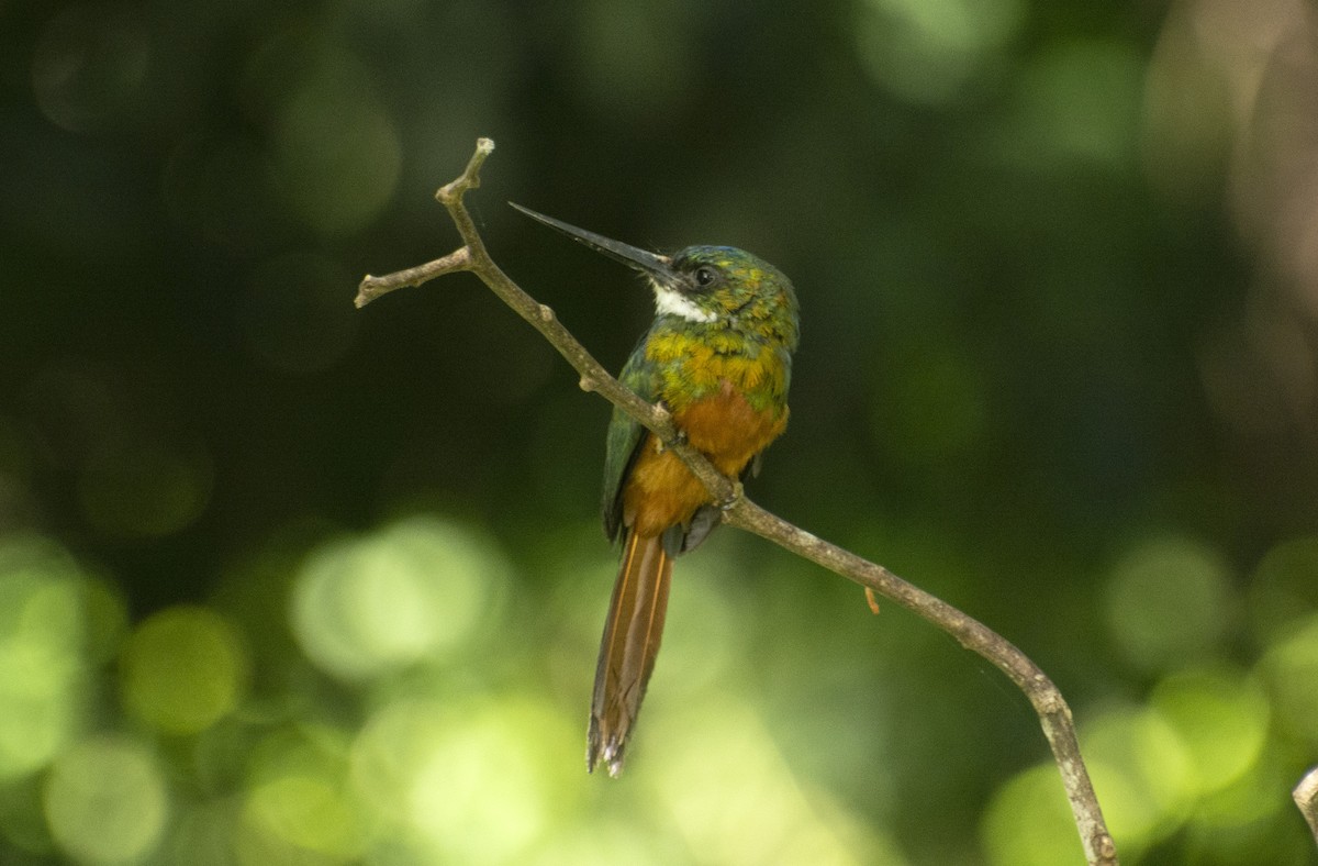 Rufous-tailed Jacamar - ML595876091