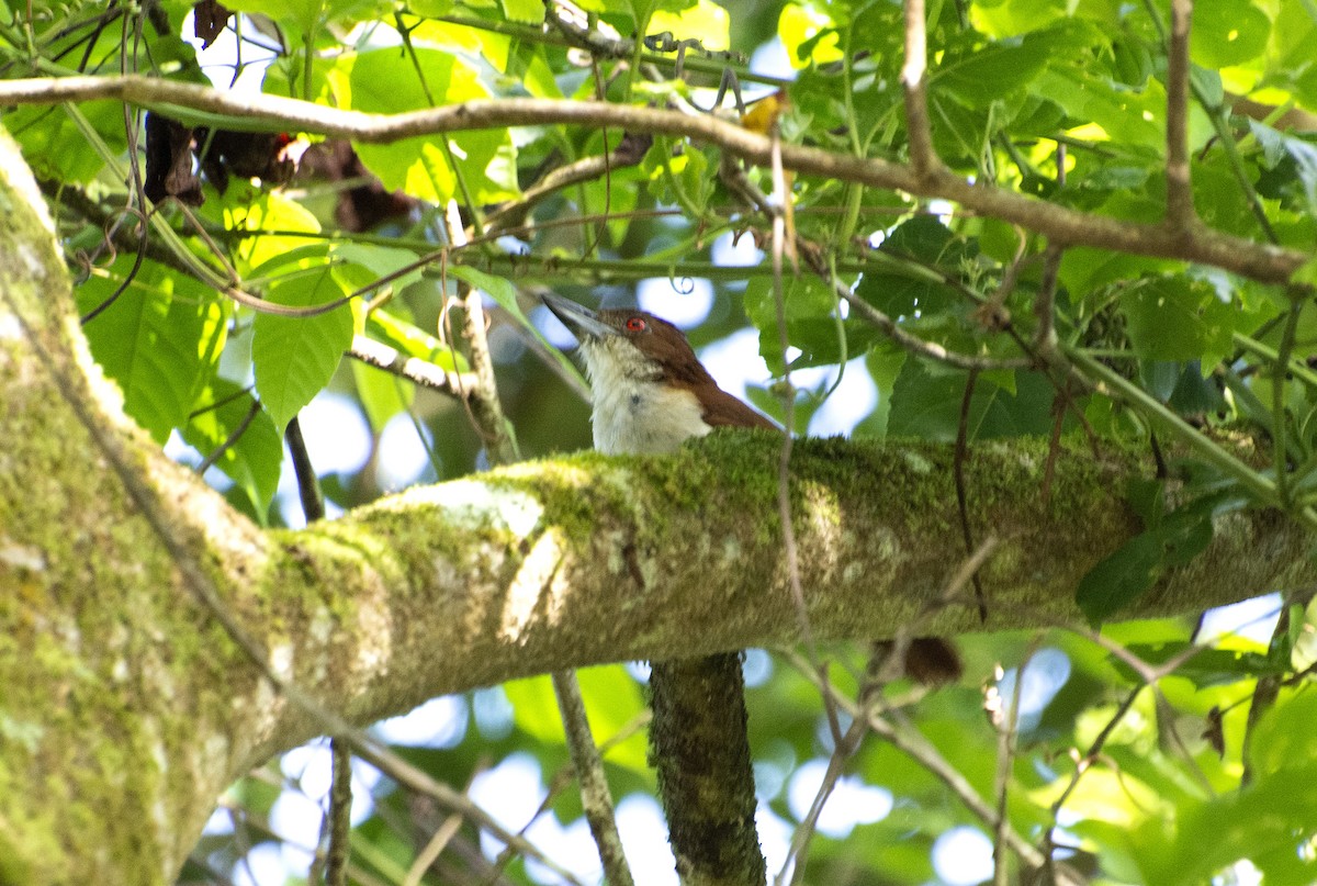 Great Antshrike - ML595876121