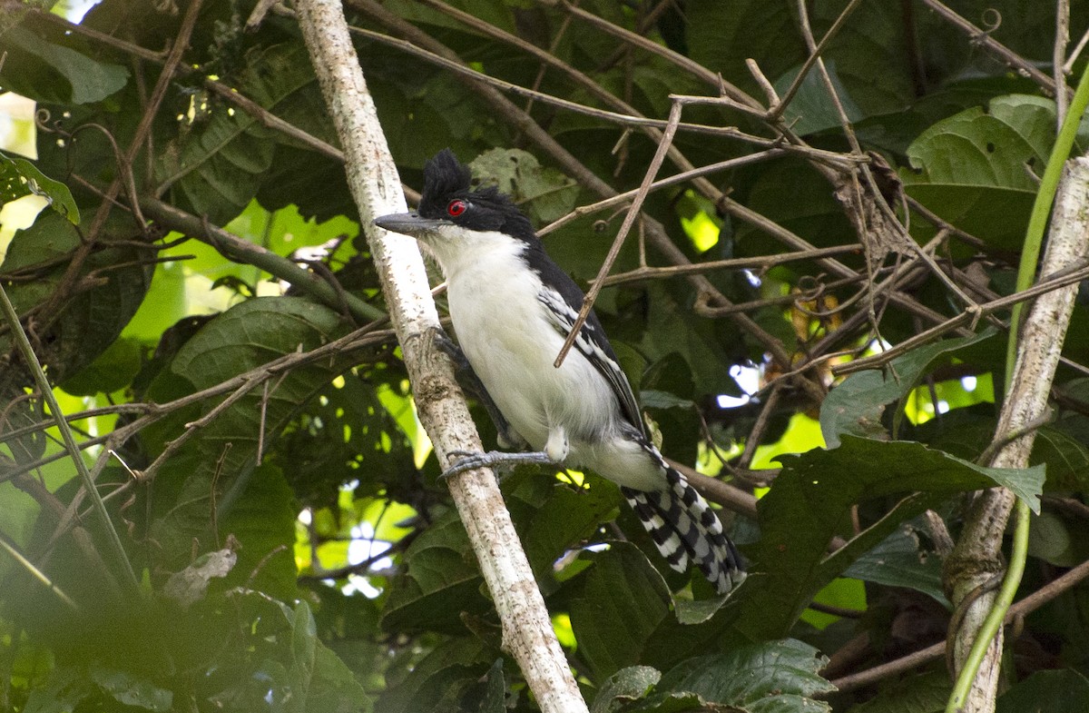 Great Antshrike - ML595876131