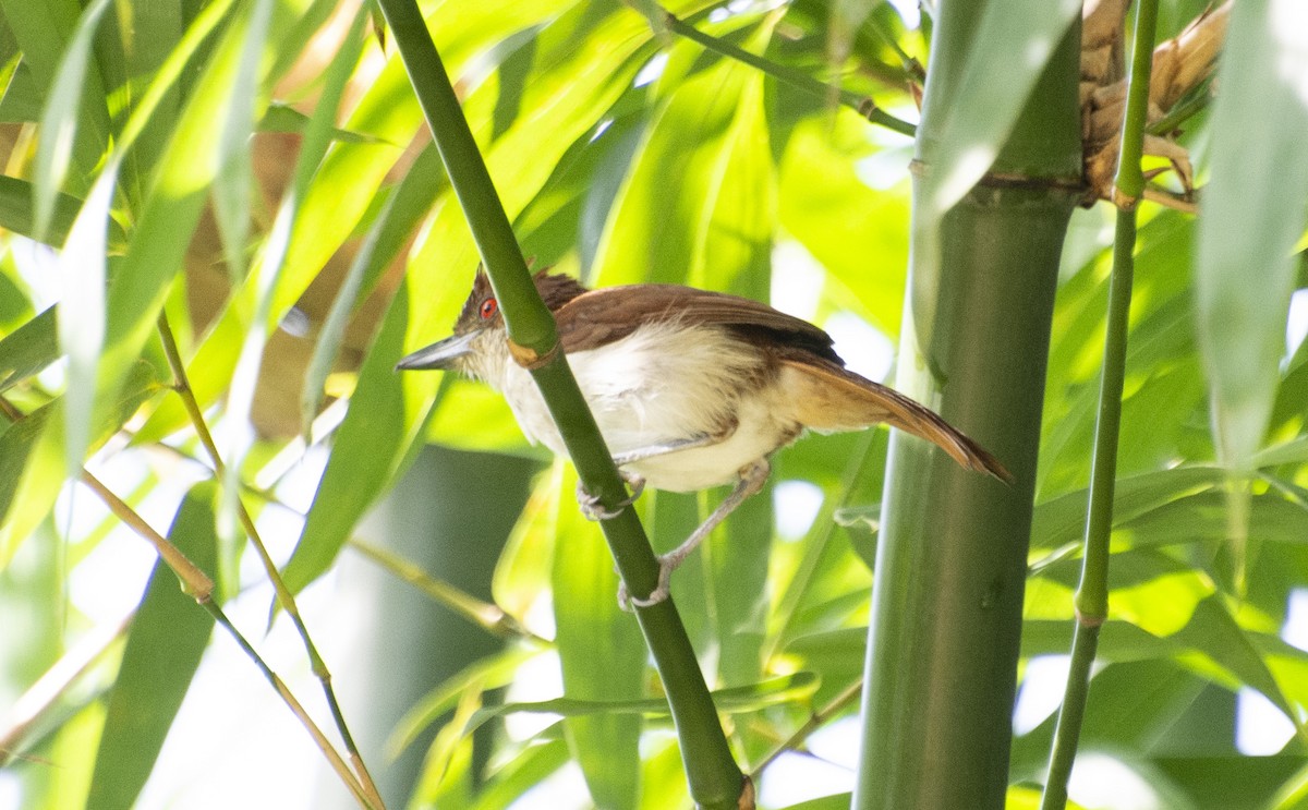 Great Antshrike - ML595876141