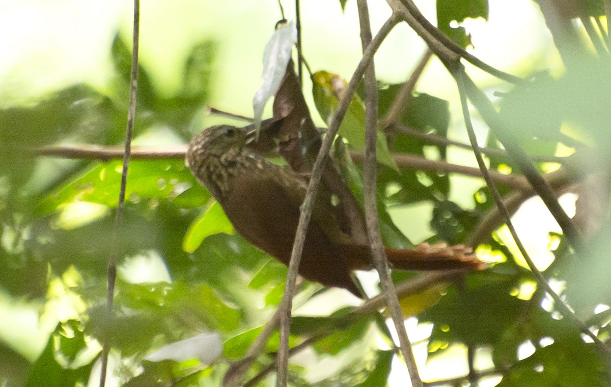 Straight-billed Woodcreeper - ML595876181