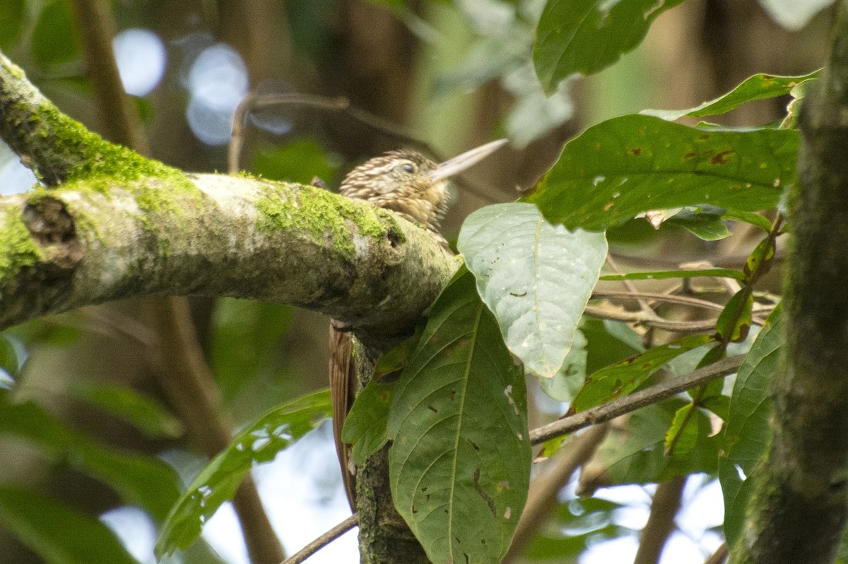Straight-billed Woodcreeper - ML595876191