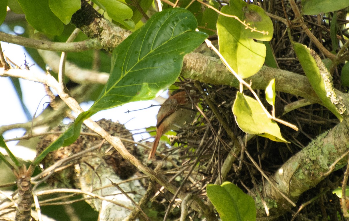 Rufous-fronted Thornbird - ML595876221