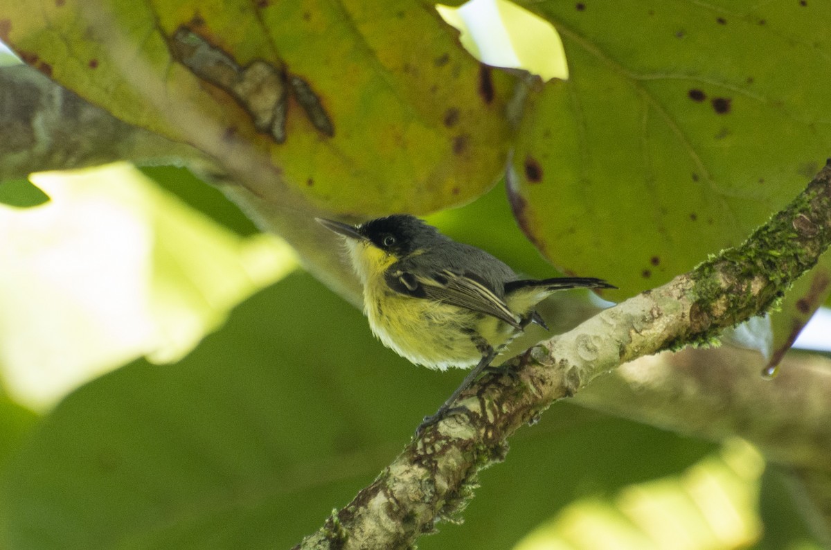 Common Tody-Flycatcher - ML595876251
