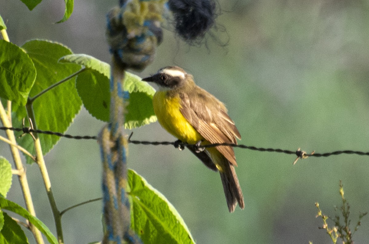 Social Flycatcher - ML595876291
