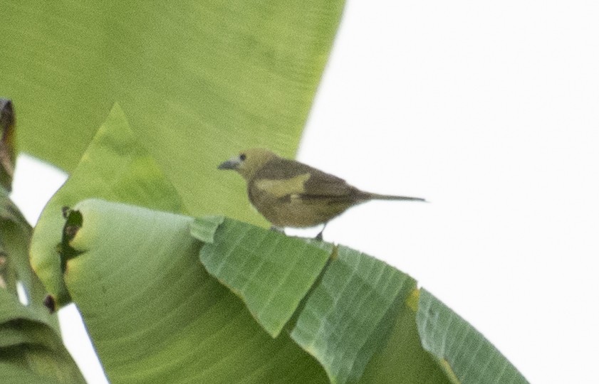 Palm Tanager - ML595876331
