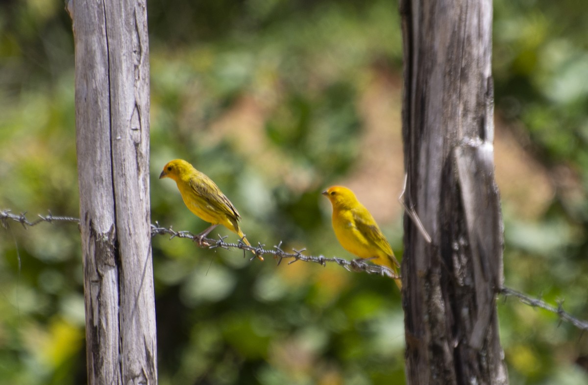 Saffron Finch - ML595876341