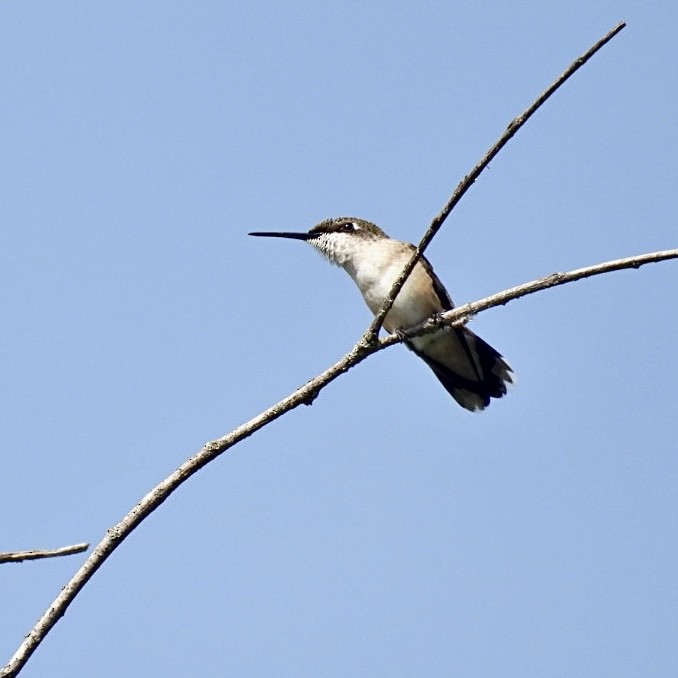 Ruby-throated Hummingbird - ML595876431