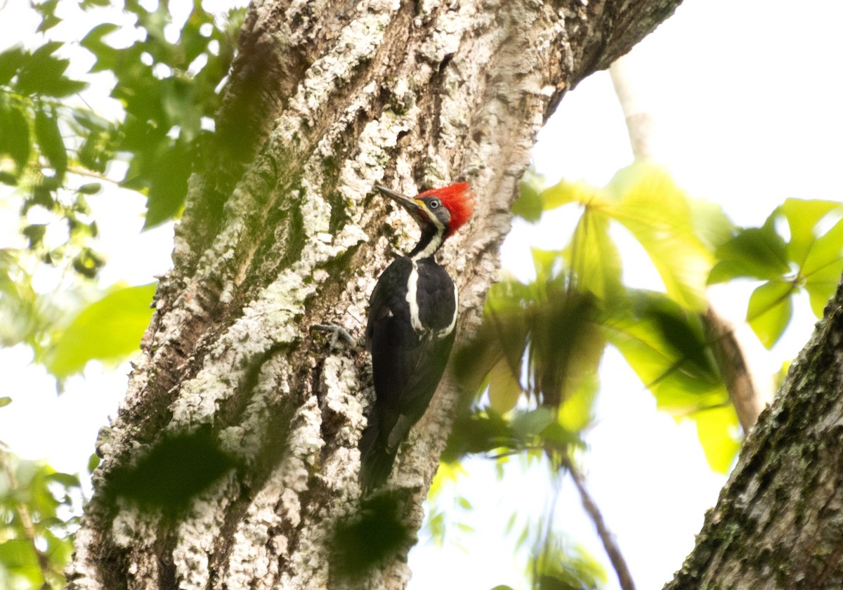 Lineated Woodpecker - Aduílio Rocha