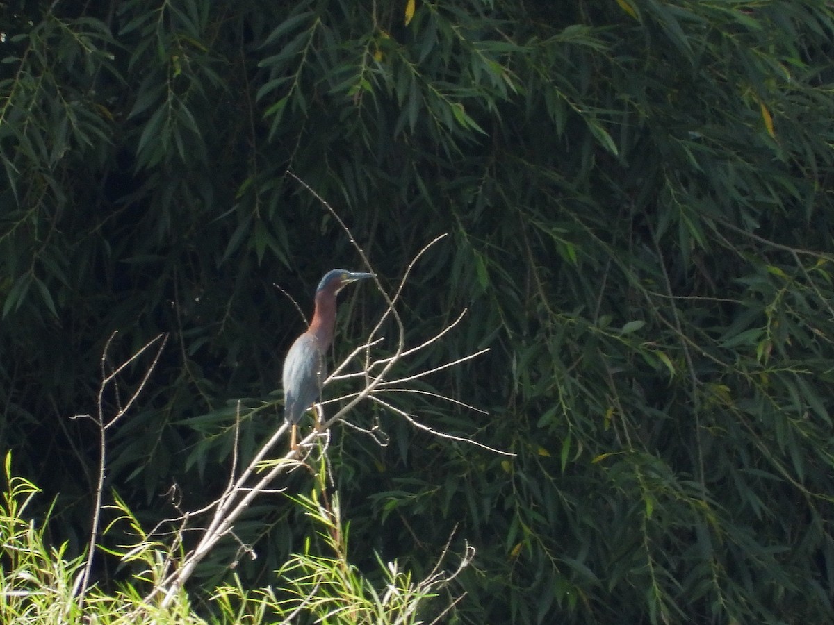 Green Heron - ML595876871