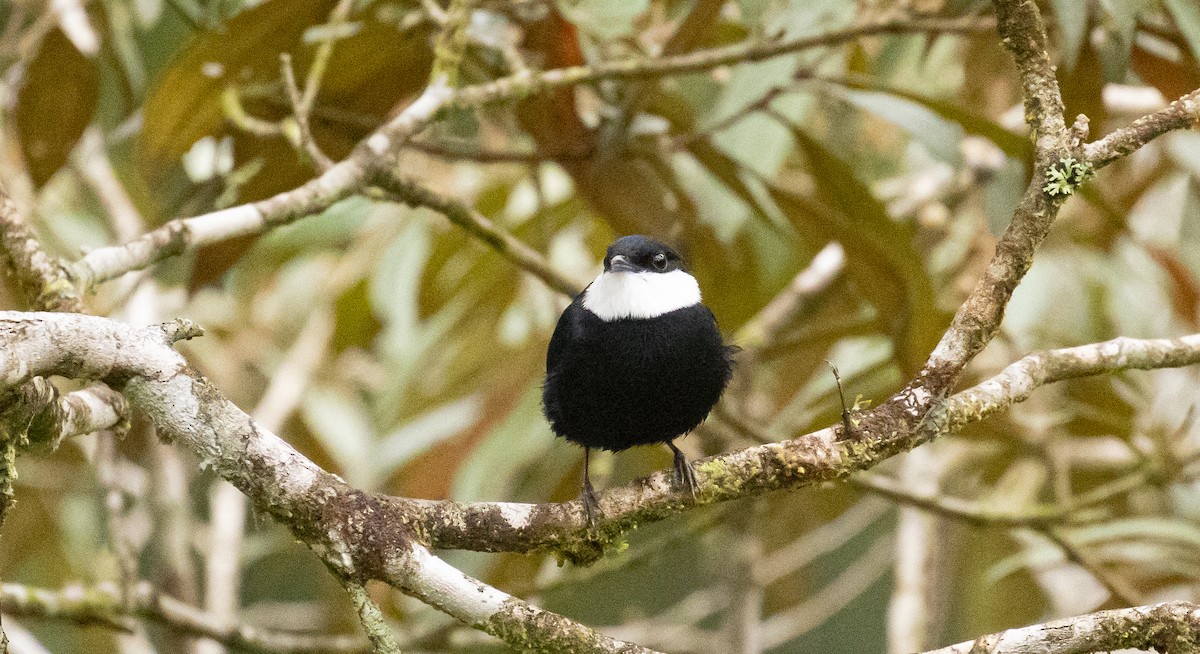 White-ruffed Manakin - ML595877591