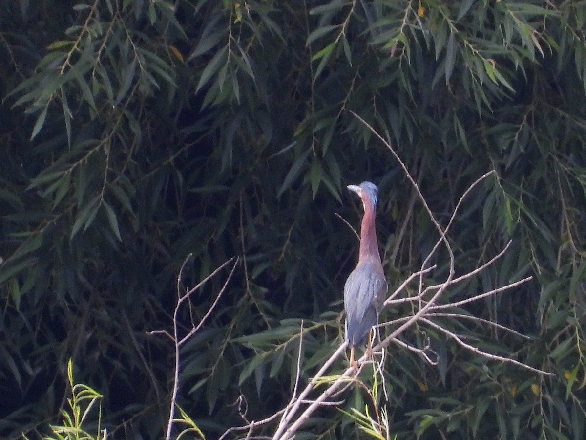 Green Heron - ML595877601