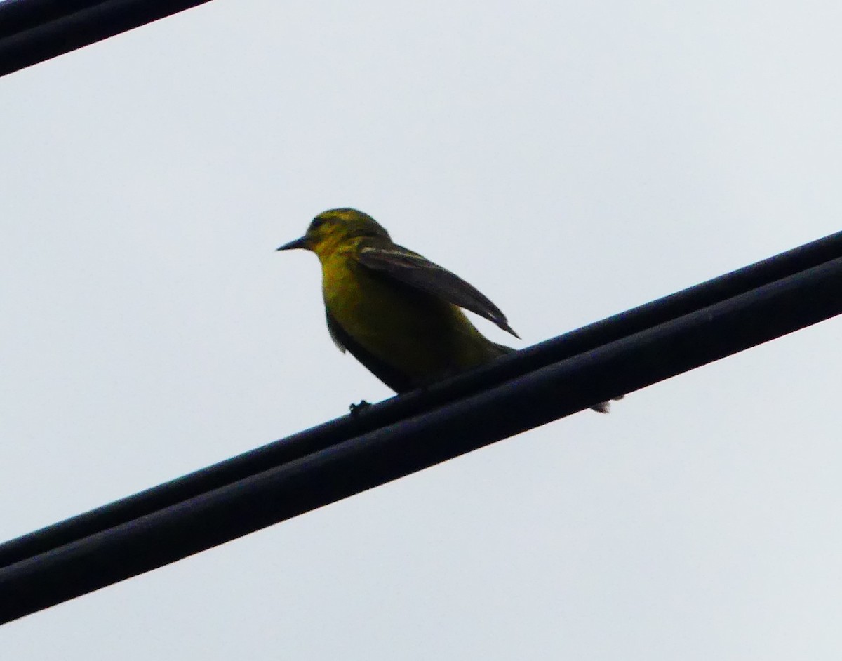 Vitelline Warbler - Peter Kavouras