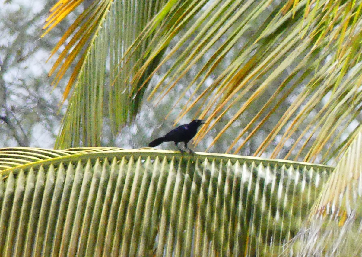 Greater Antillean Grackle - ML595878201