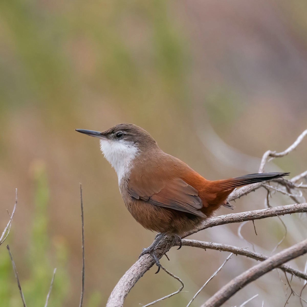 Crag Chilia - Esteban Villanueva (Aves Libres Chile)