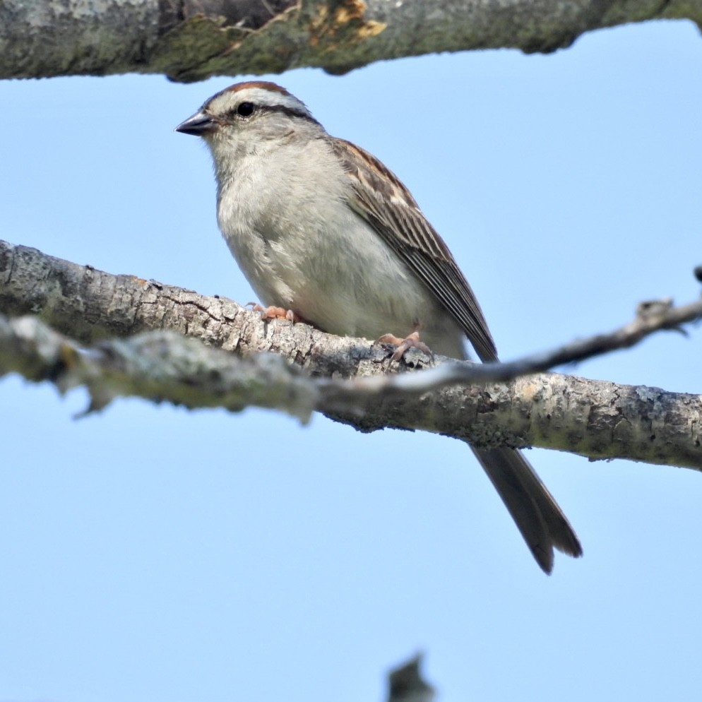 Chipping Sparrow - ML595878291