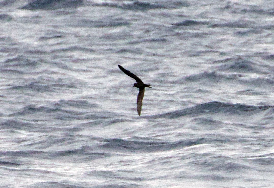 Matsudaira's Storm-Petrel - ML595878651