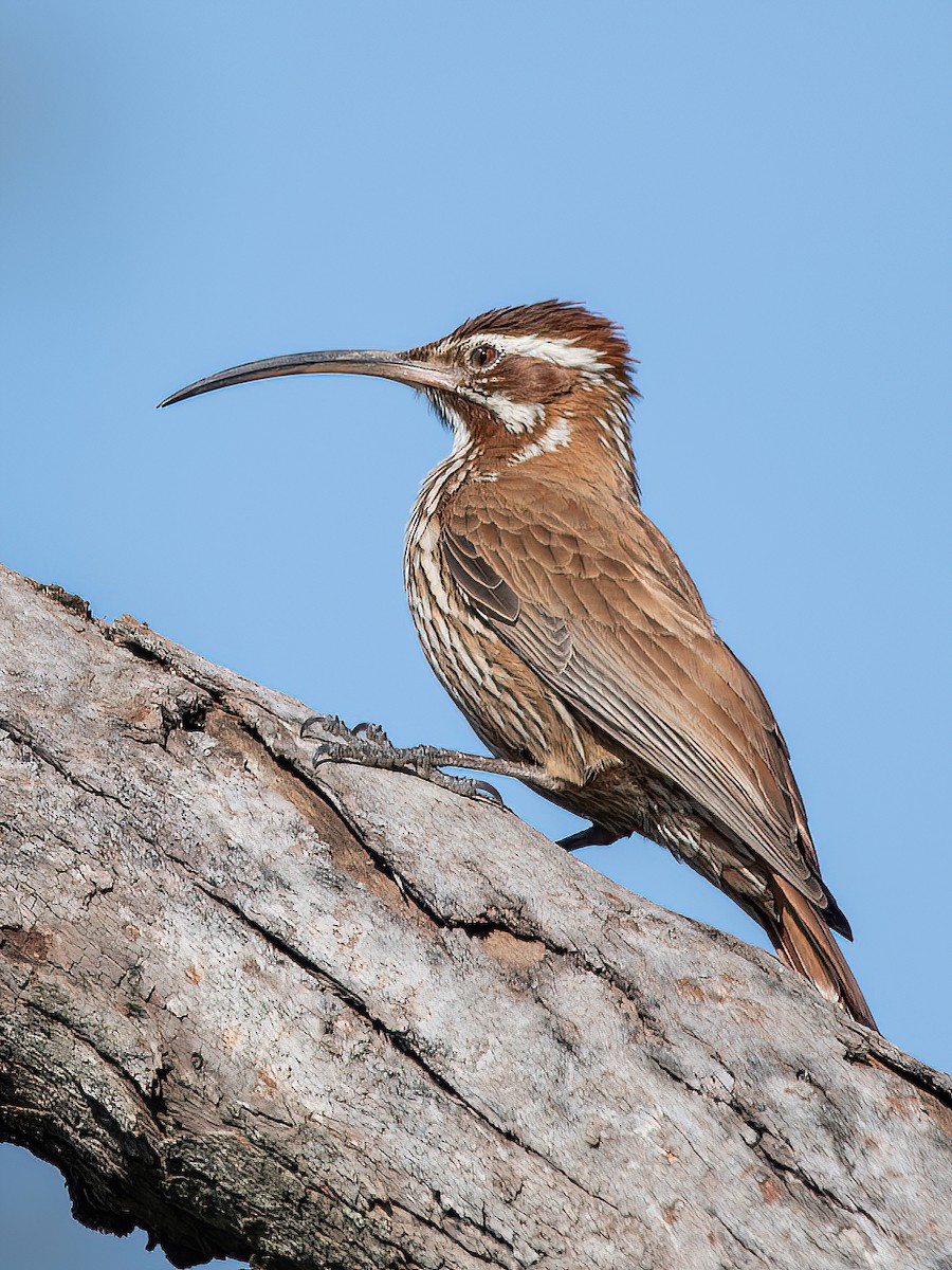 Scimitar-billed Woodcreeper - ML595879061