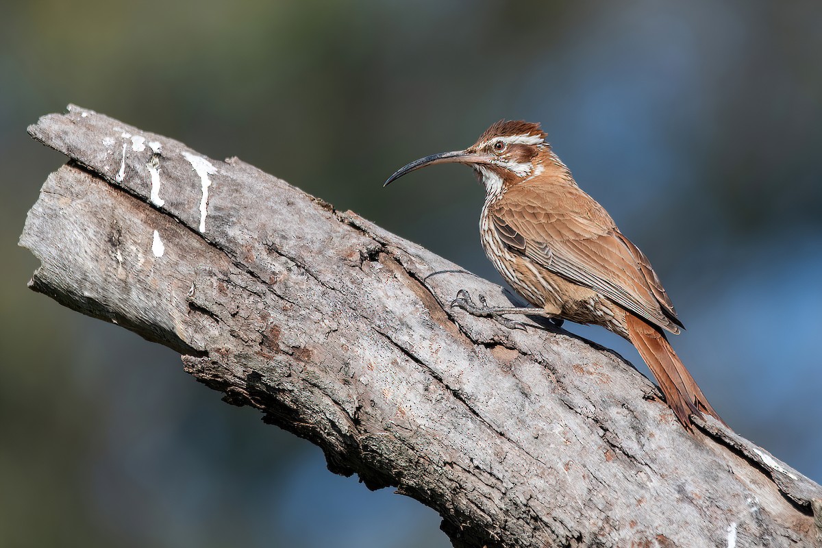 Scimitar-billed Woodcreeper - ML595879091