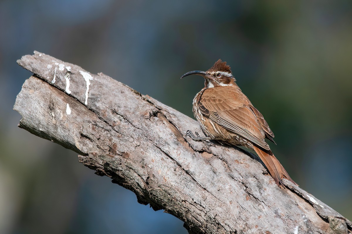 Scimitar-billed Woodcreeper - ML595879101