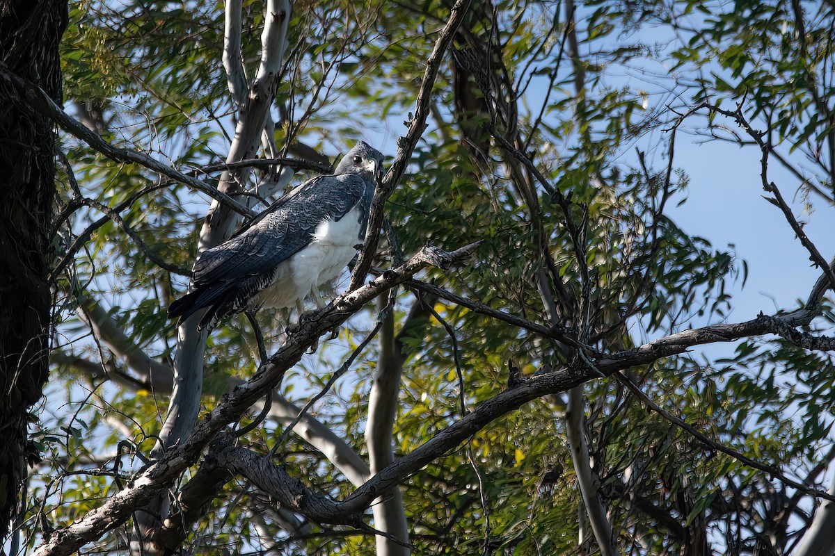 Black-chested Buzzard-Eagle - ML595879191