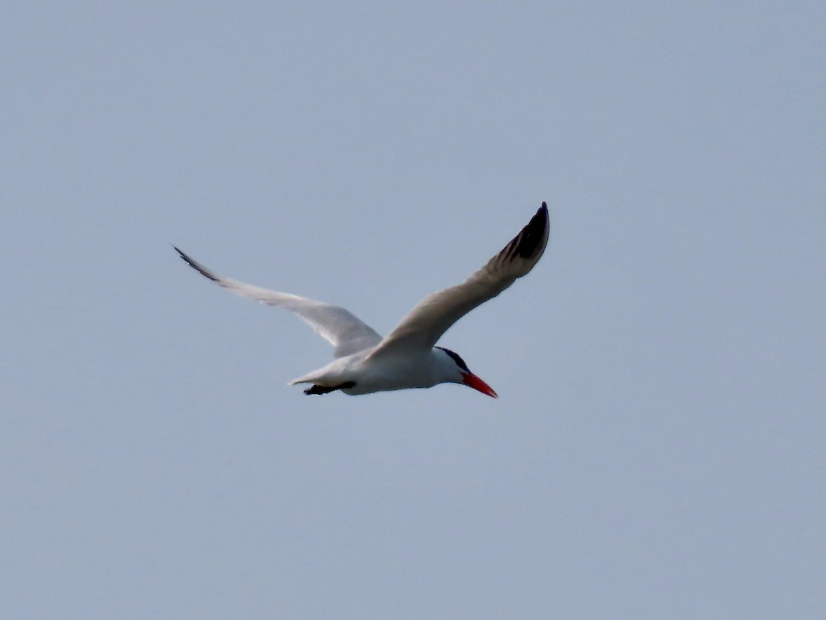 Caspian Tern - ML595879341