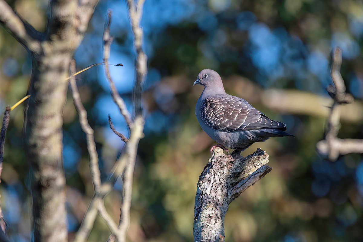 Spot-winged Pigeon - ML595879461