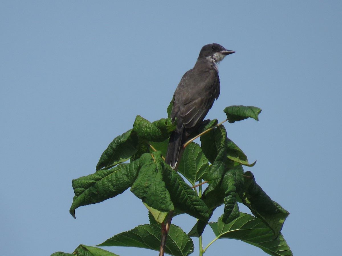 Eastern Kingbird - ML595879641