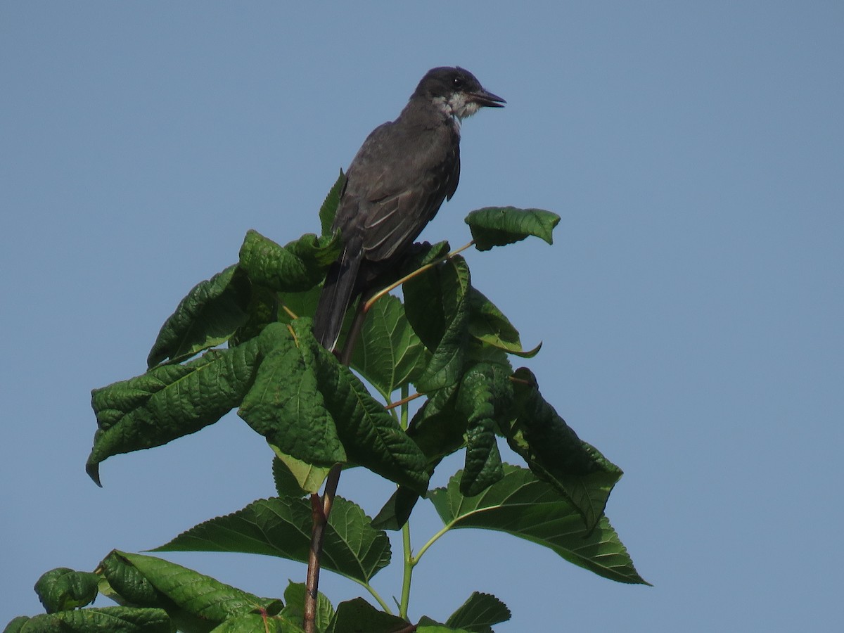 Eastern Kingbird - ML595879751