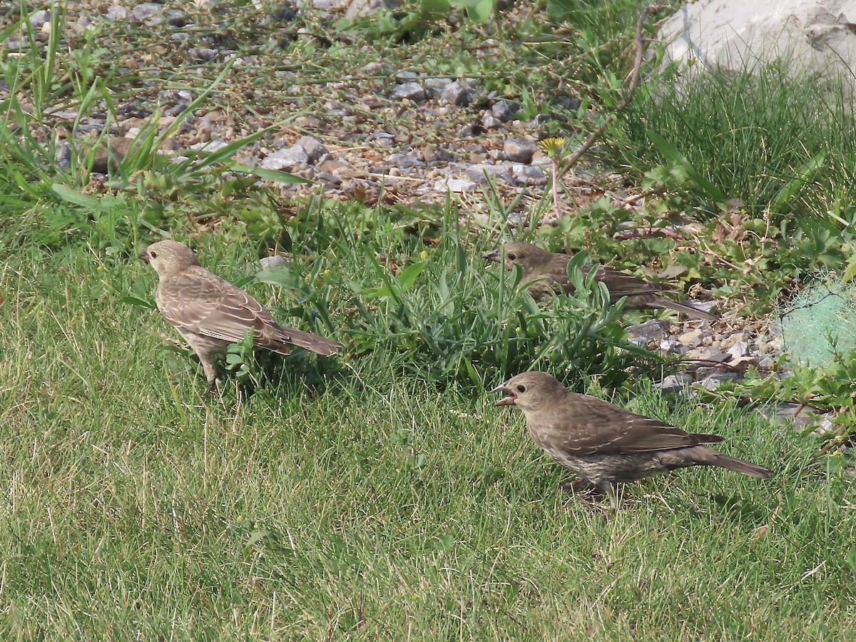 Brown-headed Cowbird - ML595879761