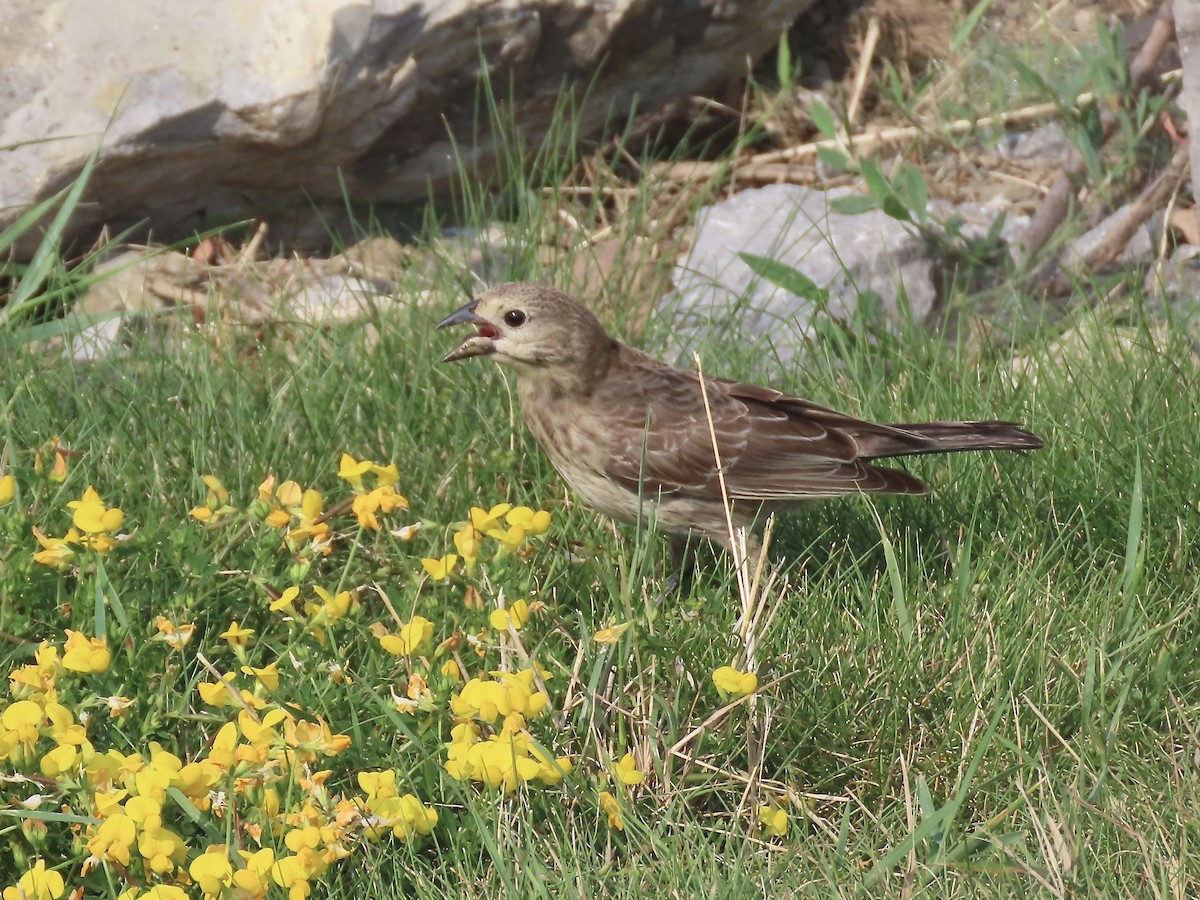 Brown-headed Cowbird - ML595879771