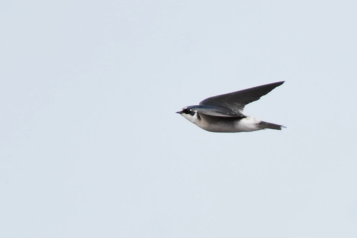 White-rumped Swallow - ML595880011