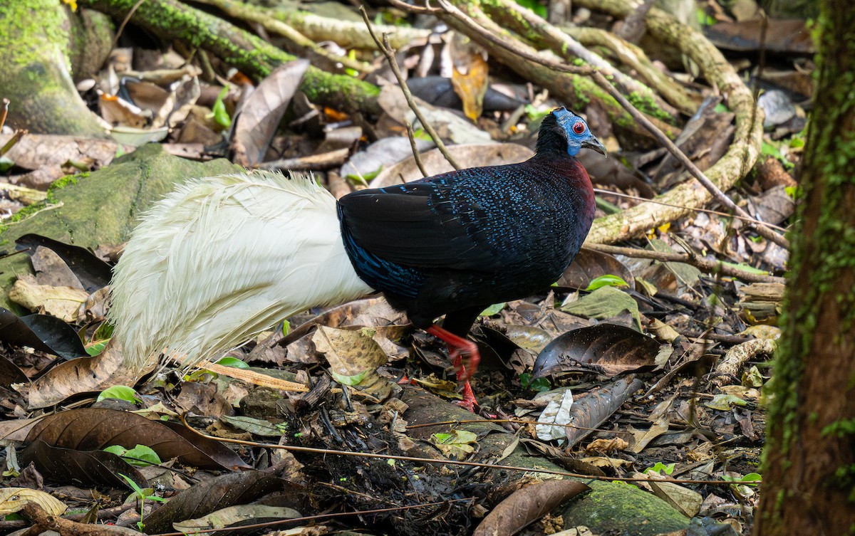 Bulwer's Pheasant - ML595880461