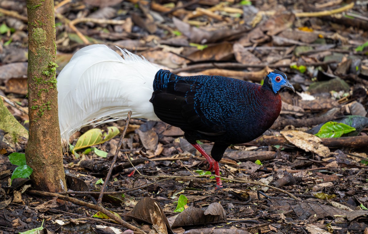 Bulwer's Pheasant - Forest Botial-Jarvis