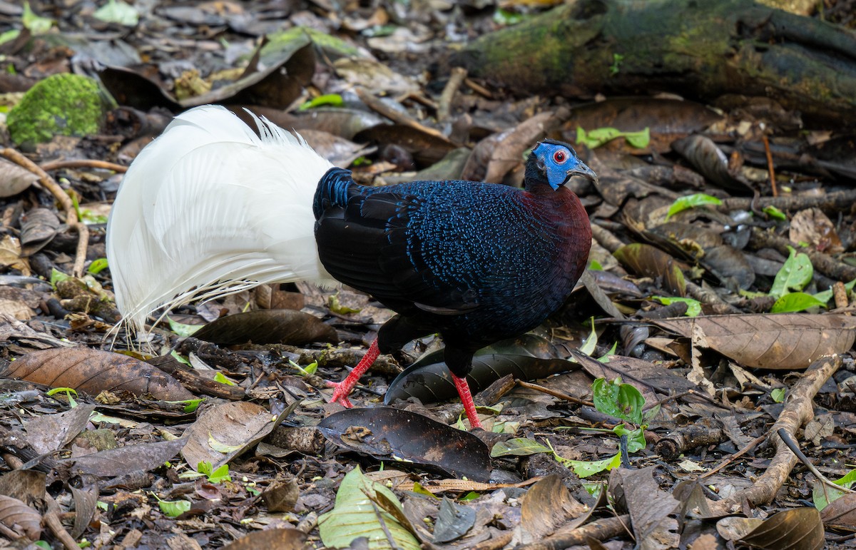 Bulwer's Pheasant - ML595880481