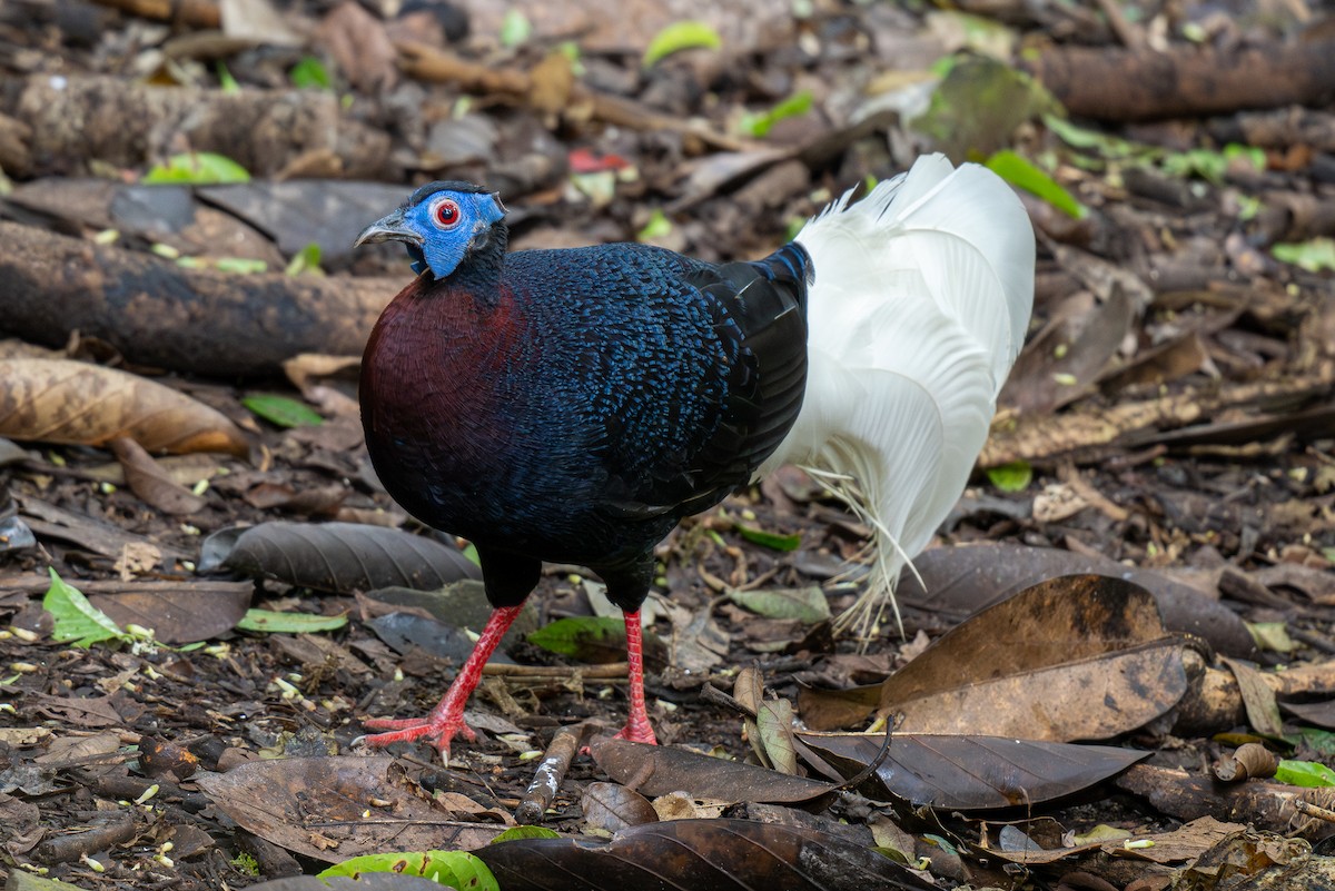 Bulwer's Pheasant - ML595880491