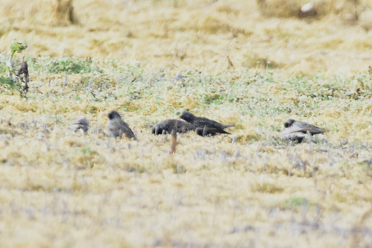 European Starling - ML595880711