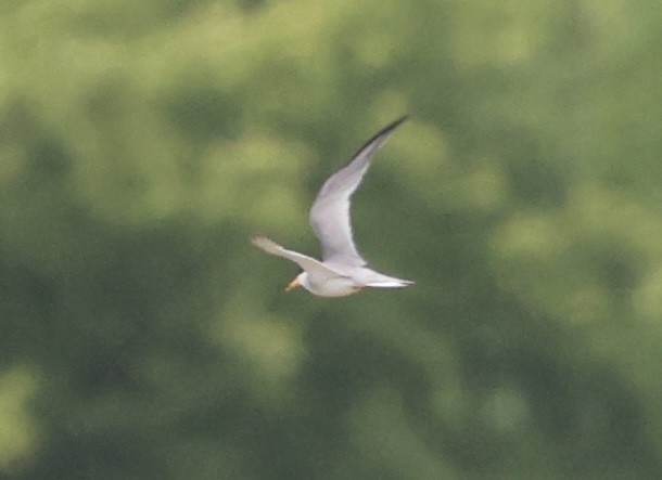 Least Tern - ML595882421