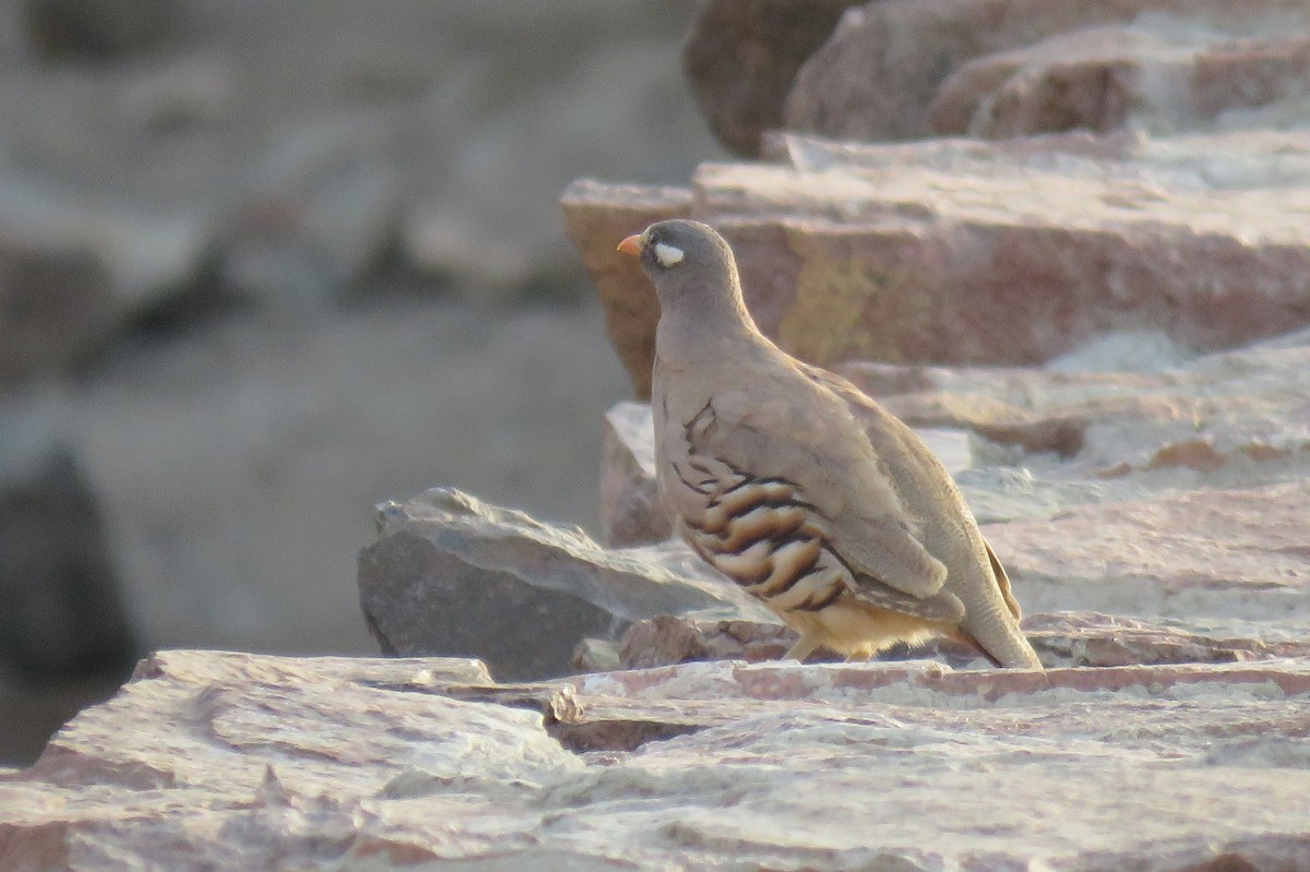 Sand Partridge - ML595882791