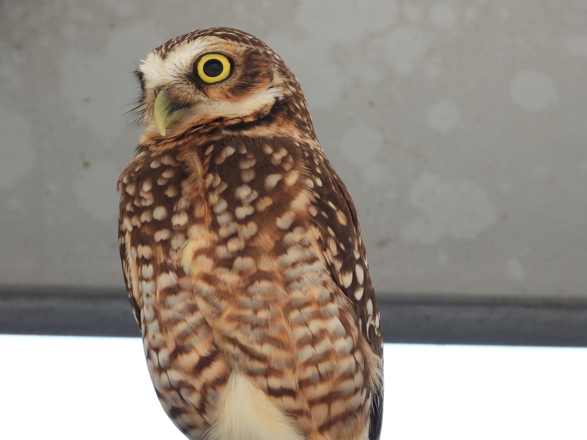Burrowing Owl - ML595883841