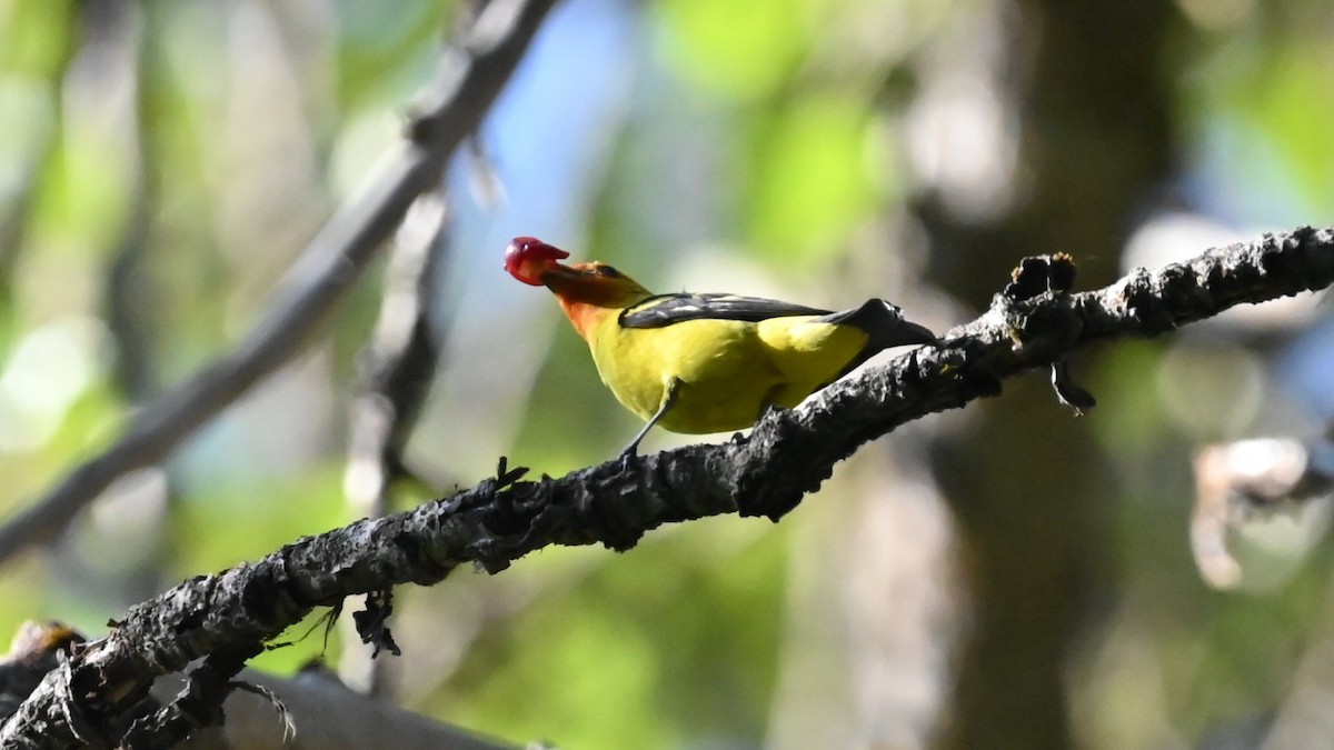 Western Tanager - ML595884221
