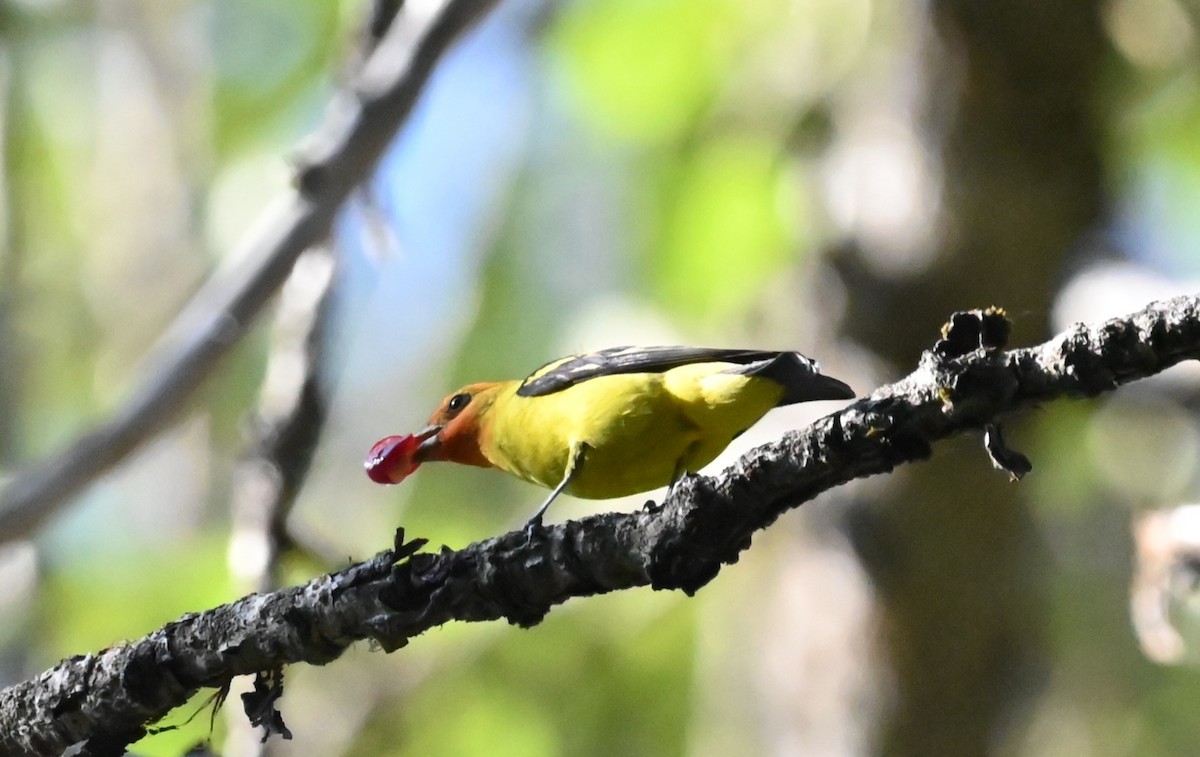 Western Tanager - ML595884231