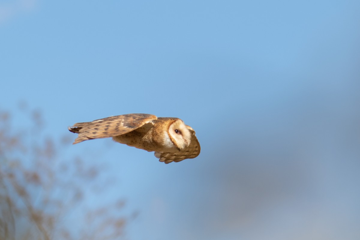 Barn Owl (American) - ML595885131