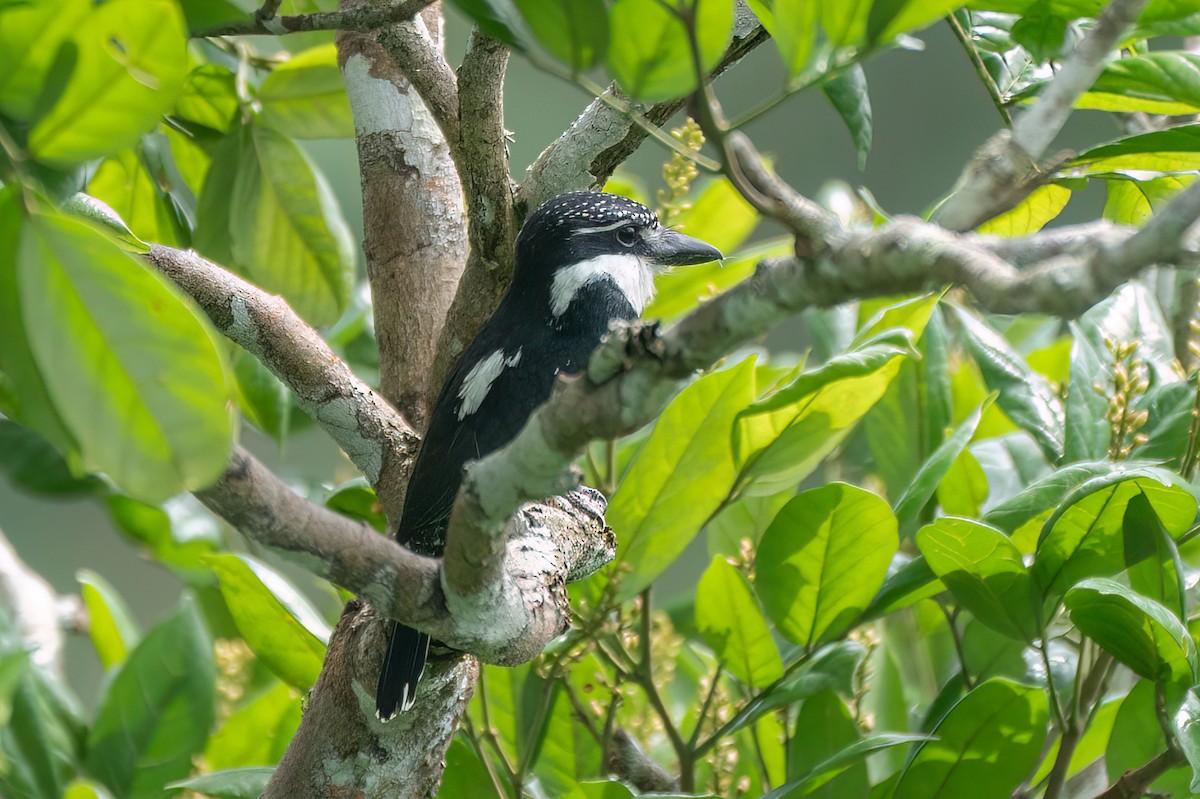 Pied Puffbird - ML595885201