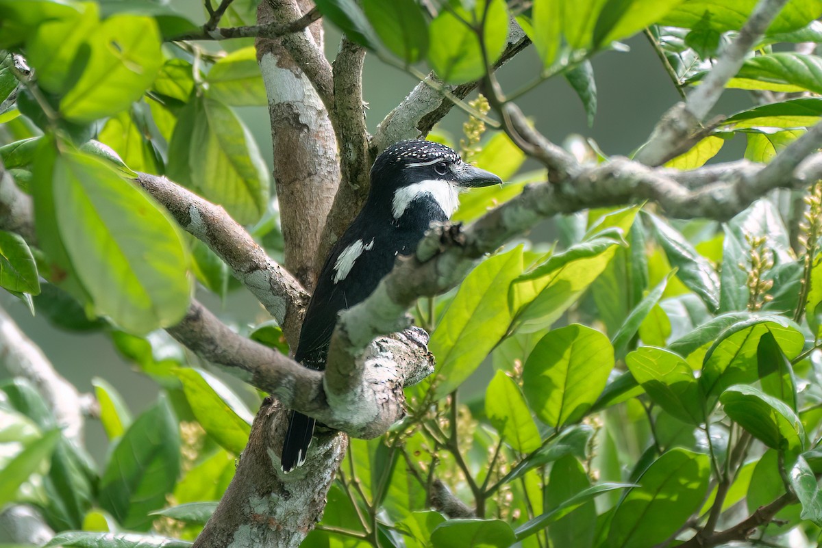 Pied Puffbird - ML595885211