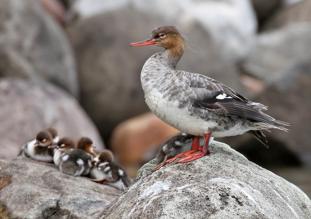 Red-breasted Merganser - ML595885261