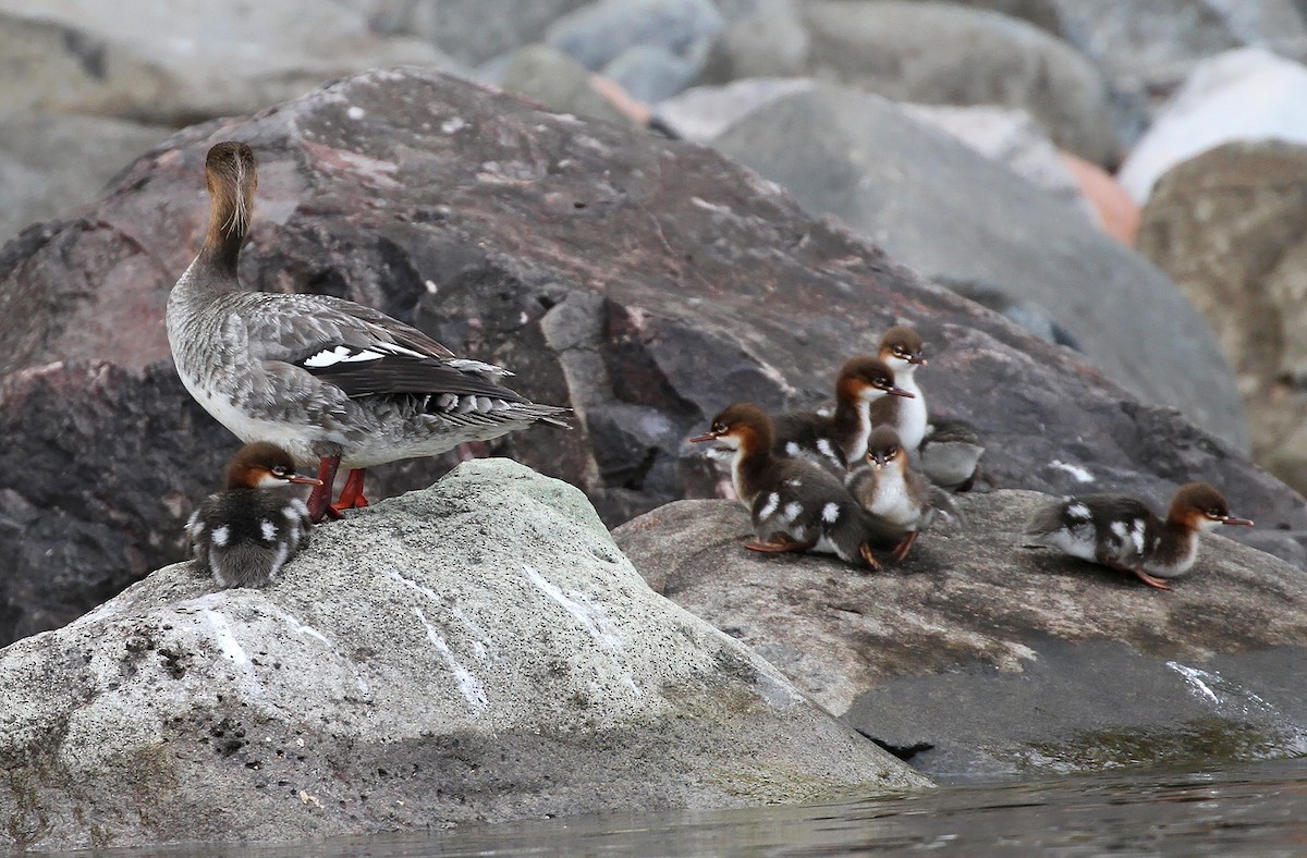 Red-breasted Merganser - ML595885281