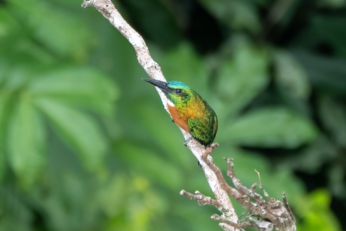 Great Jacamar - Linnet Tse