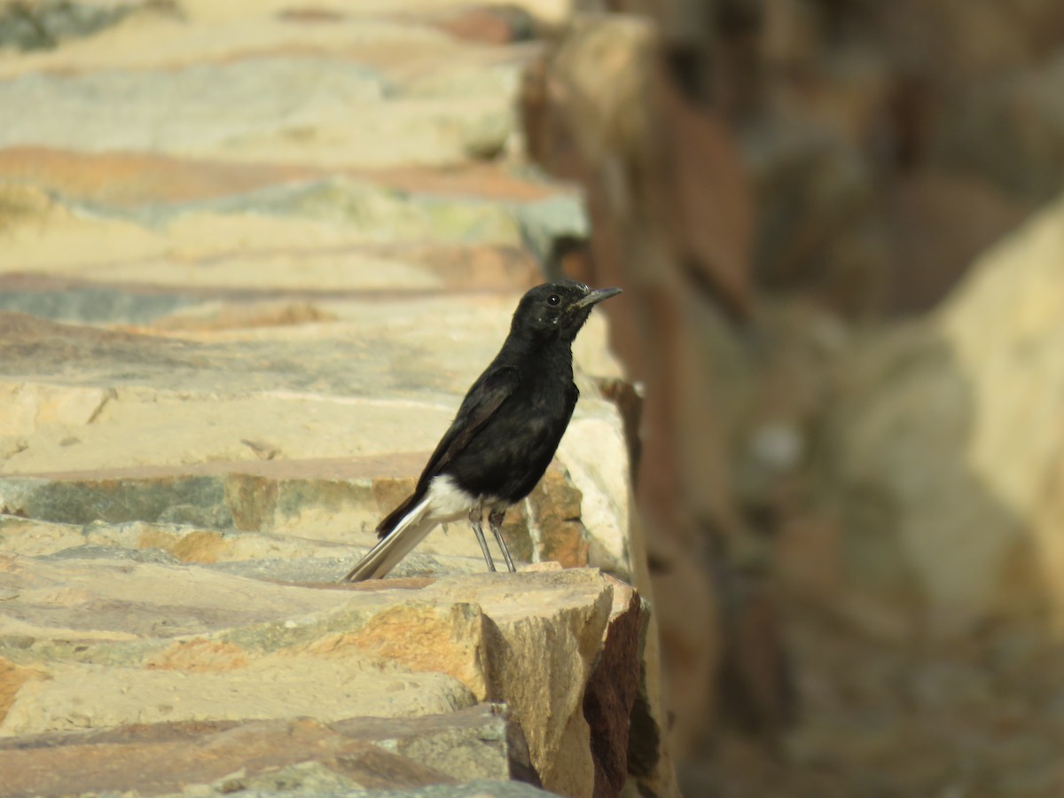 White-crowned Wheatear - ML595886621