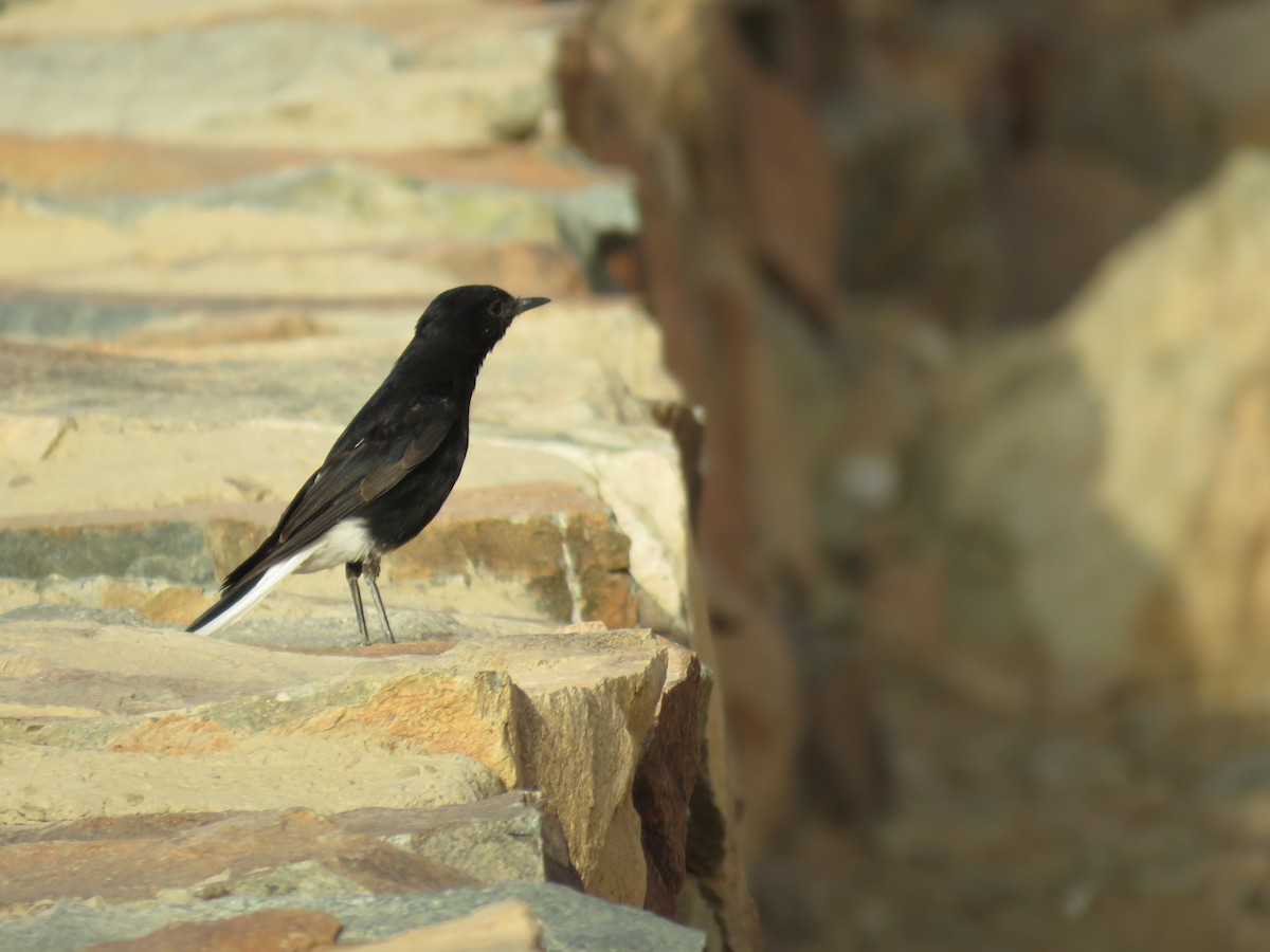 White-crowned Wheatear - ML595886661